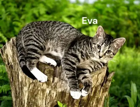 Eva photo 2