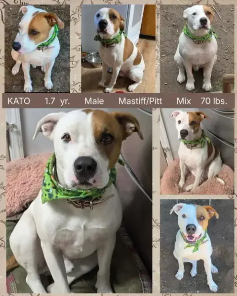 Kato
