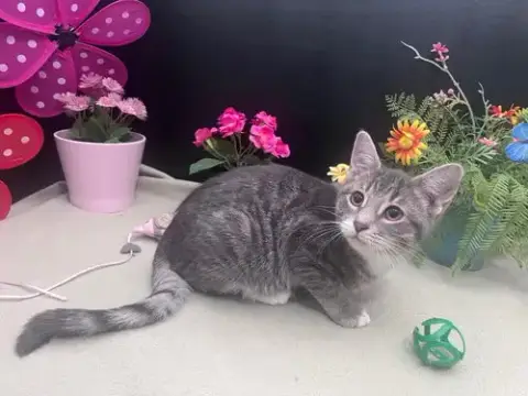 Binx