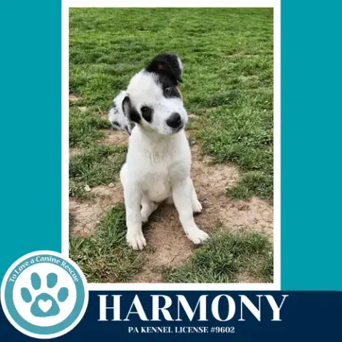 Harmony photo 2