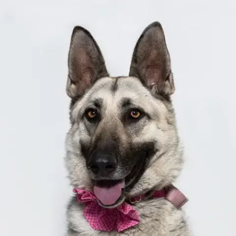 Roxie