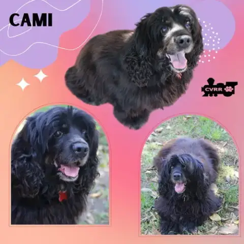 Cami