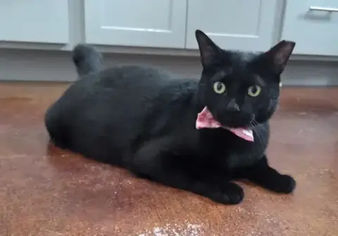 Podo