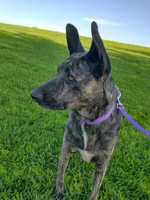 Cleo-Patra-Got Long Term Foster! photo 4
