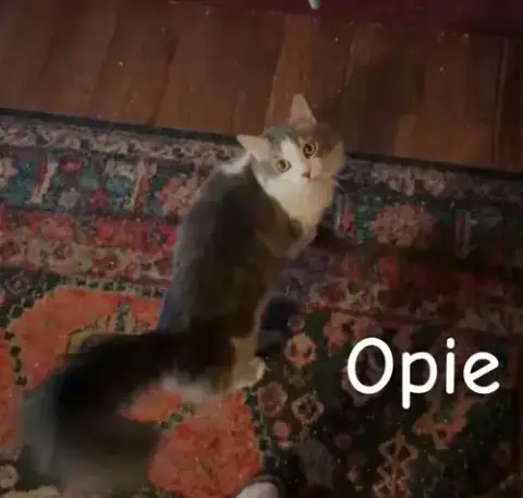 Opie photo 2