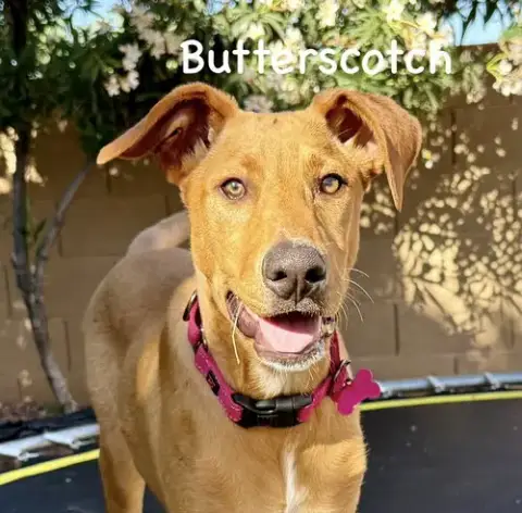 Butterscotch