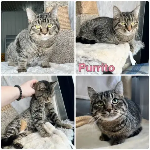Purrito- Long Term 7*10*25 photo 2