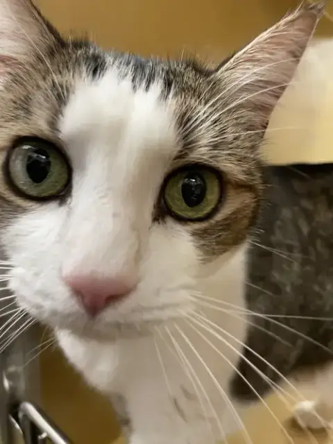 Kiki photo 5