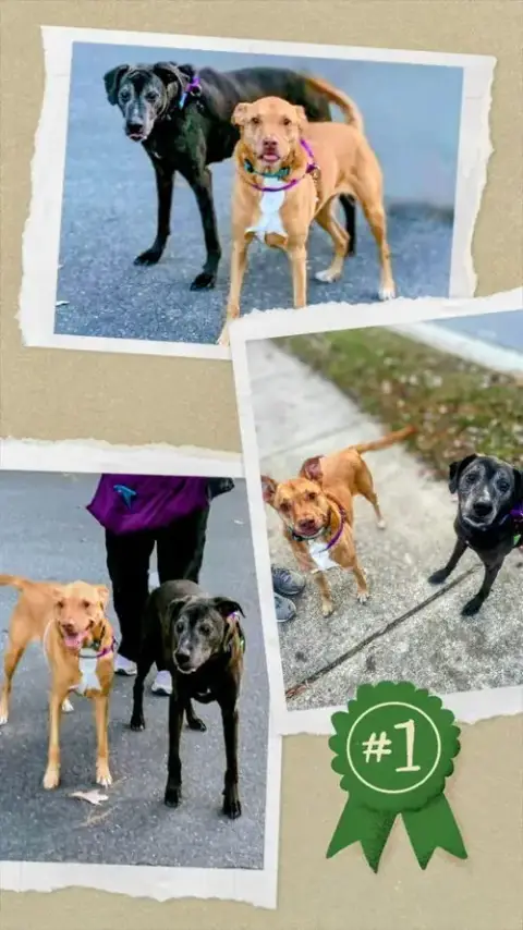 Senior Bonded Pair Dumped photo 3