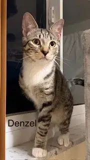 Denzel photo 3