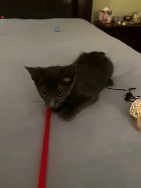 Dusty Kitten