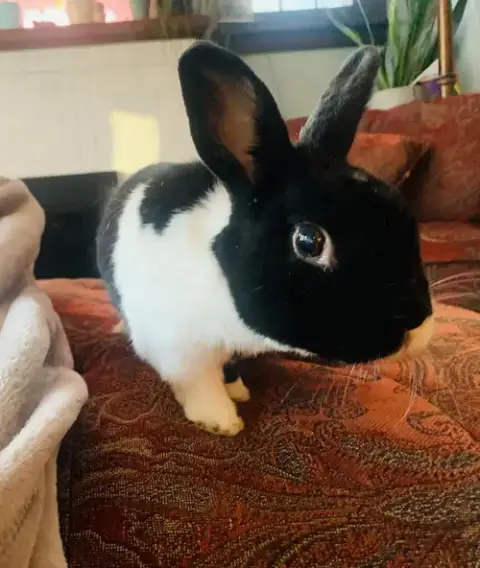 Lizi