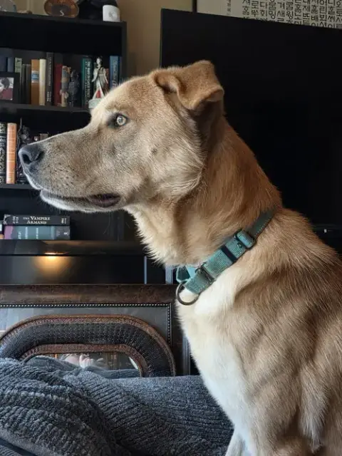 George: Not At Shelter photo 5