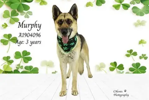 Murphy