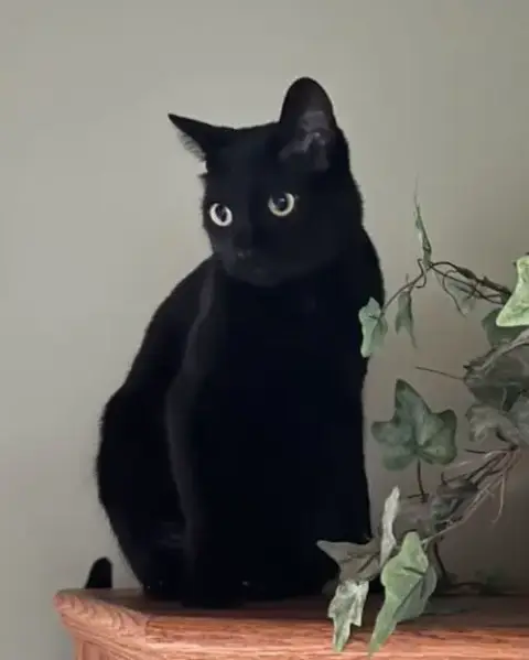 Nyx photo 3