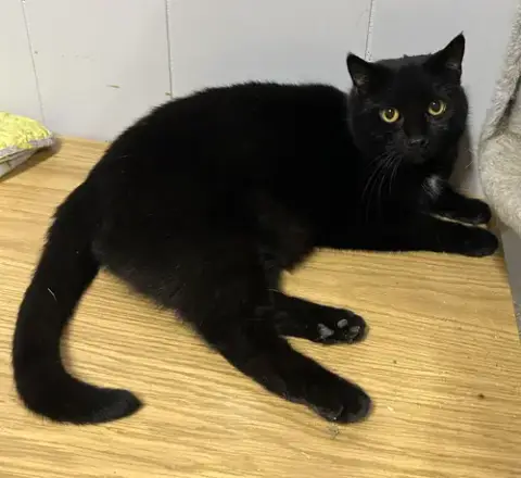Soot