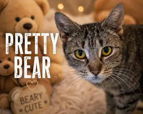Pretty Bear