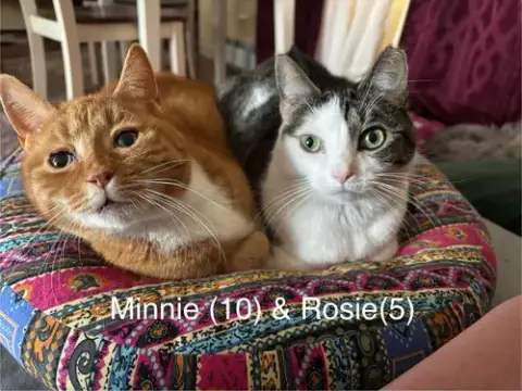 Rosie And Minnie- The Bonded Pair
