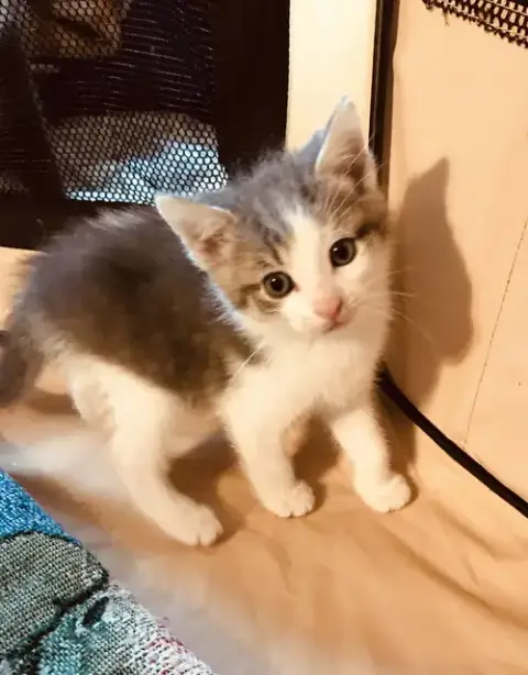 C103 Litter Junior photo 4