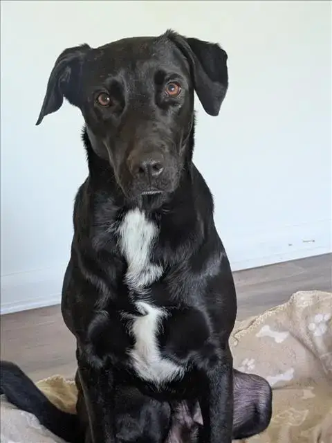 Clyde