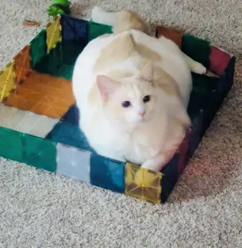 Cheeto photo 2