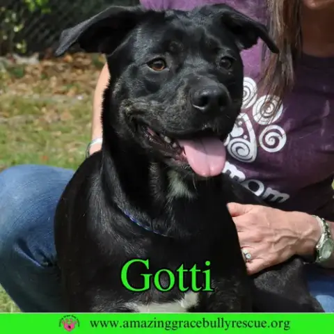 Gotti photo 3