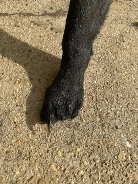 Olivia photo 3