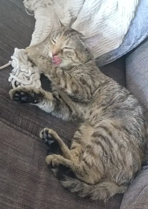Kiwi photo 3