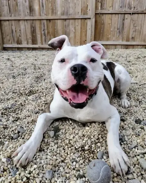 Cosmo