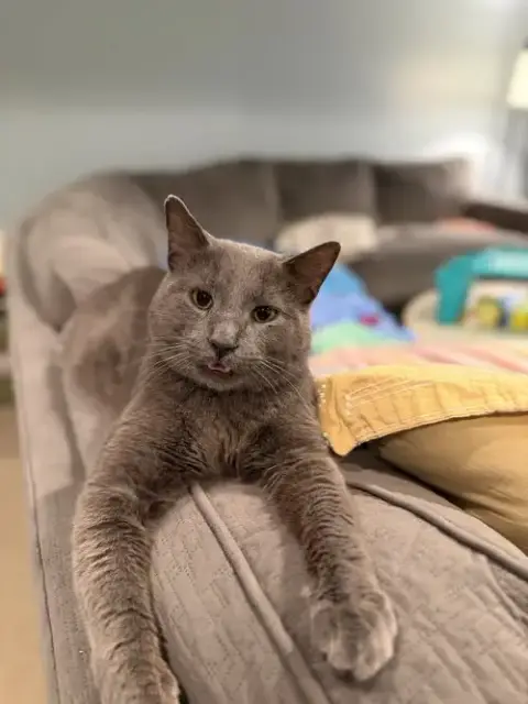 Earl Grey