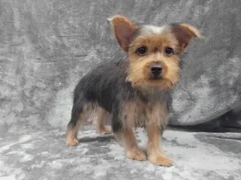 Gordon photo 2