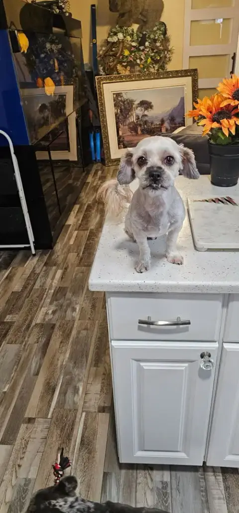 Pepper photo 3