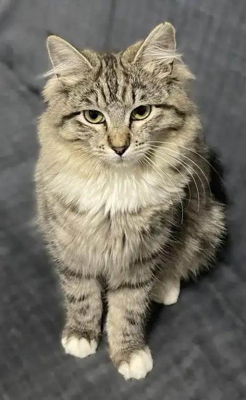 Molly