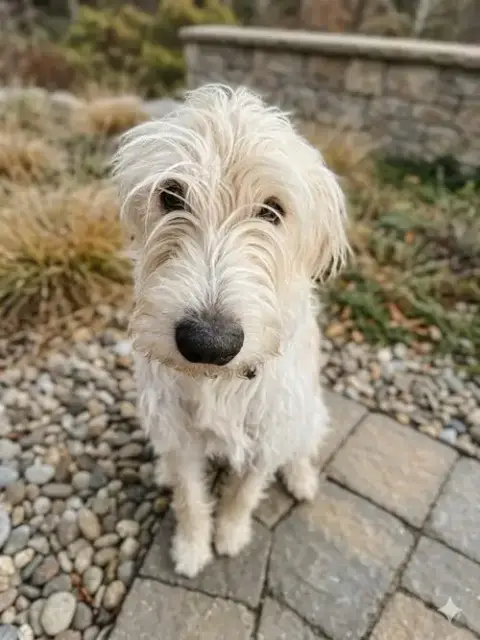 Carcone / Butter / Finn