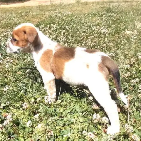 Gunner photo 4