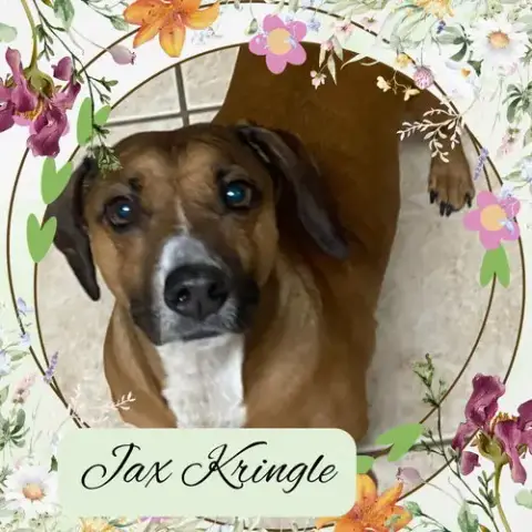 Jax Kringle