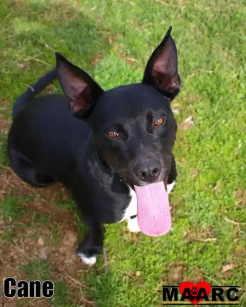 Cane photo 4