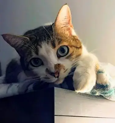 Maya