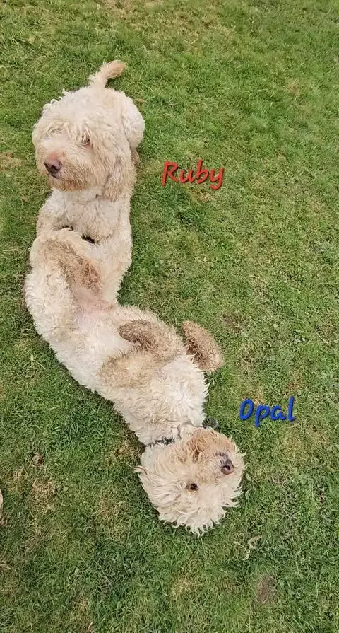 Ruby photo 5
