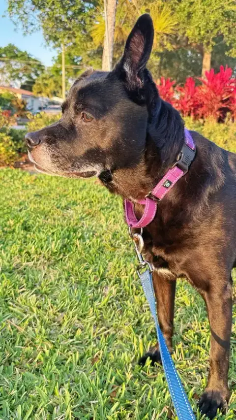 Sadie