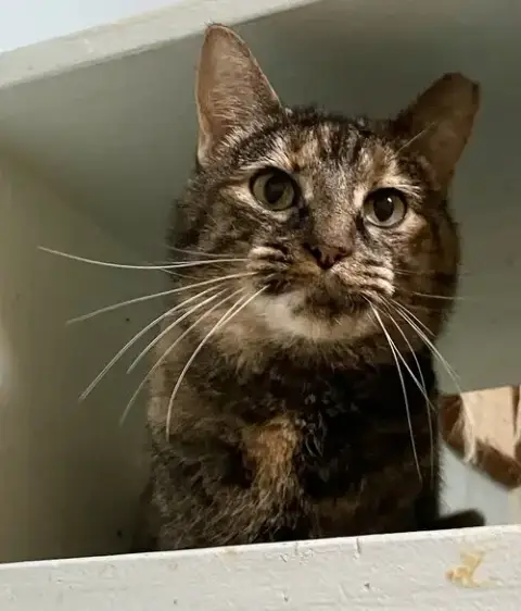 Hera