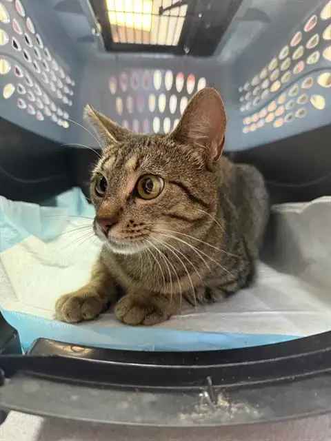 Princess Peanut