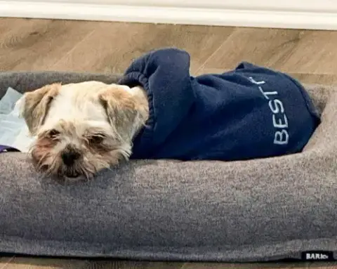 Miss Biscuit photo 3