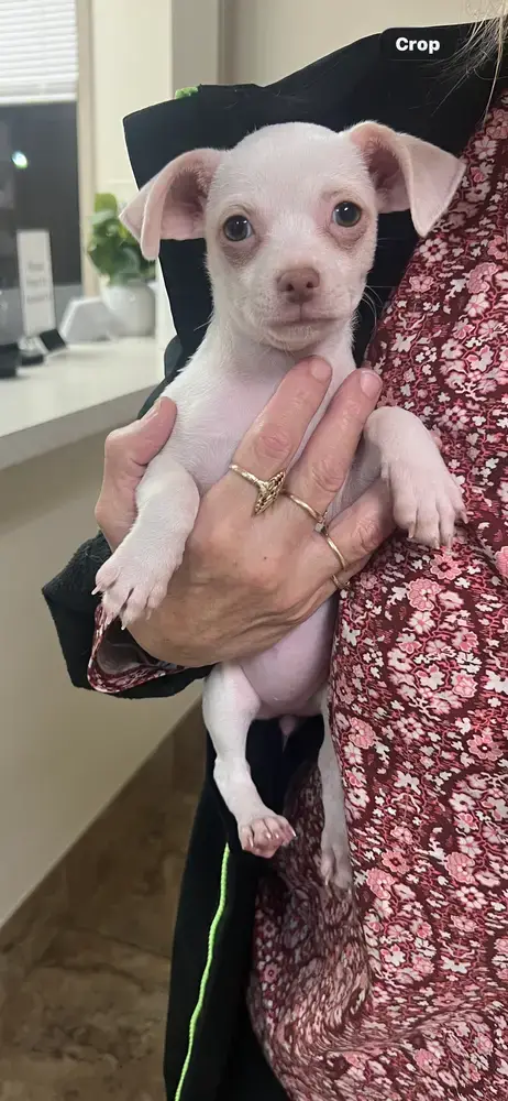 Snowball