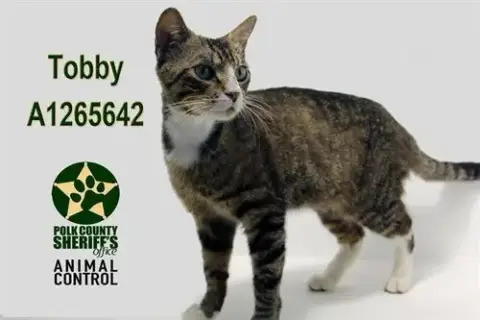 Tobby