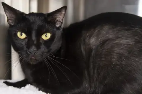 Toothless
