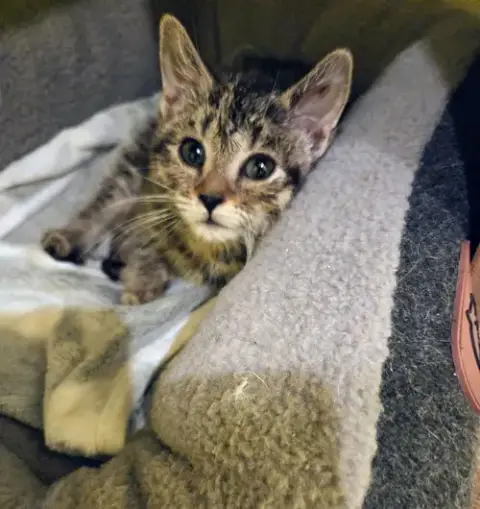 Aurora Kitten photo 3