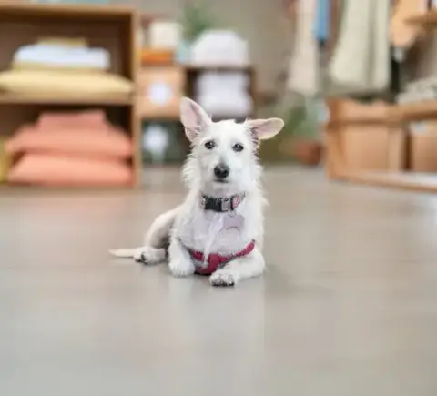 Maple photo 3