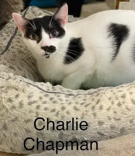 Charlie Chapman