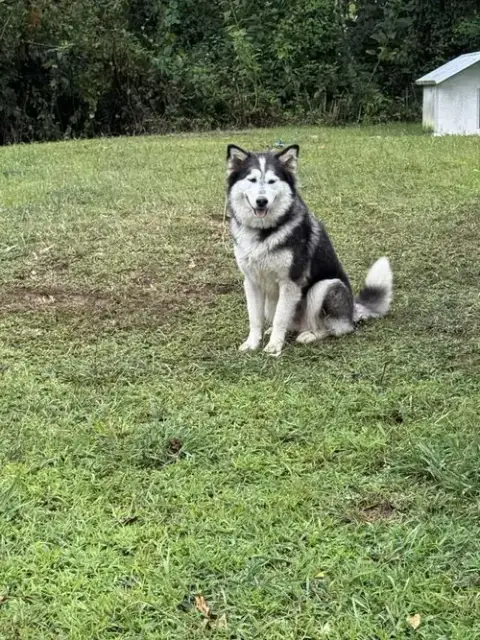Sadie Mama